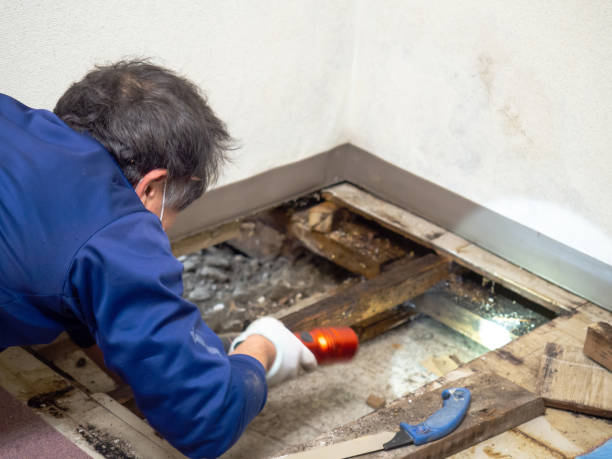 Best Mold Removal Near Me  in North Lakeport, CA