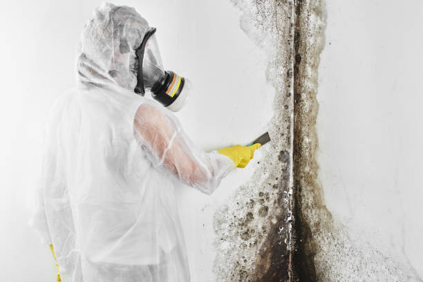 Best Mold Cleaning Services  in North Lakeport, CA
