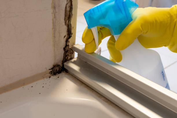 Best Same-Day Mold Removal  in North Lakeport, CA
