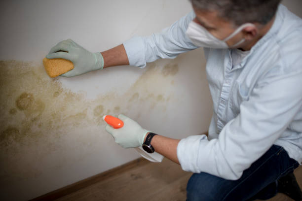 Best Local Mold Removal Service  in North Lakeport, CA