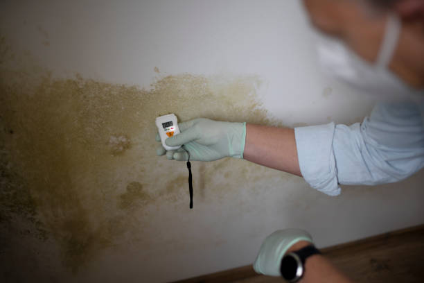 Mold Removal Process in North Lakeport, CA
