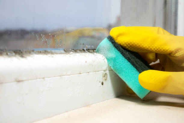 Best Professional Mold Removal  in North Lakeport, CA