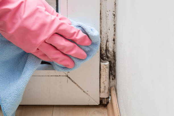 Best Local Mold Removal Service  in North Lakeport, CA
