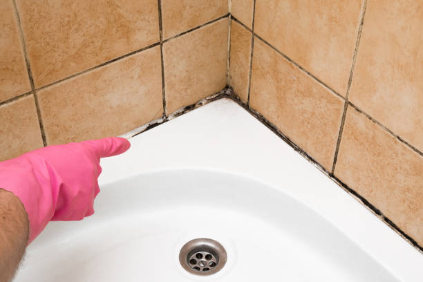 Best Toxic Mold Removal  in North Lakeport, CA